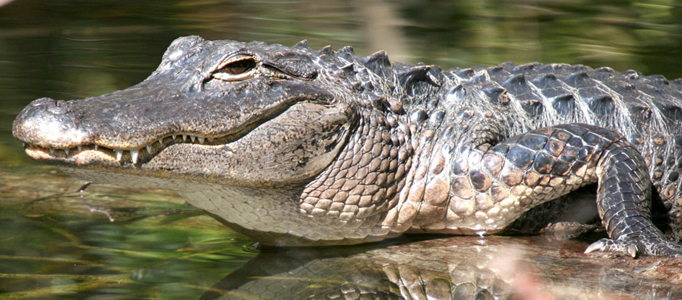 Nằm mơ thấy cá sấu lên đánh lô đề con gì ? Điềm báo gì ? Tốt hay xấu ?