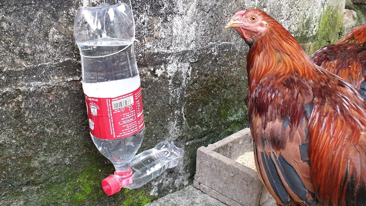 Hướng dẫn các bạn cách cho gà chọi uống nước đúng cách nhất